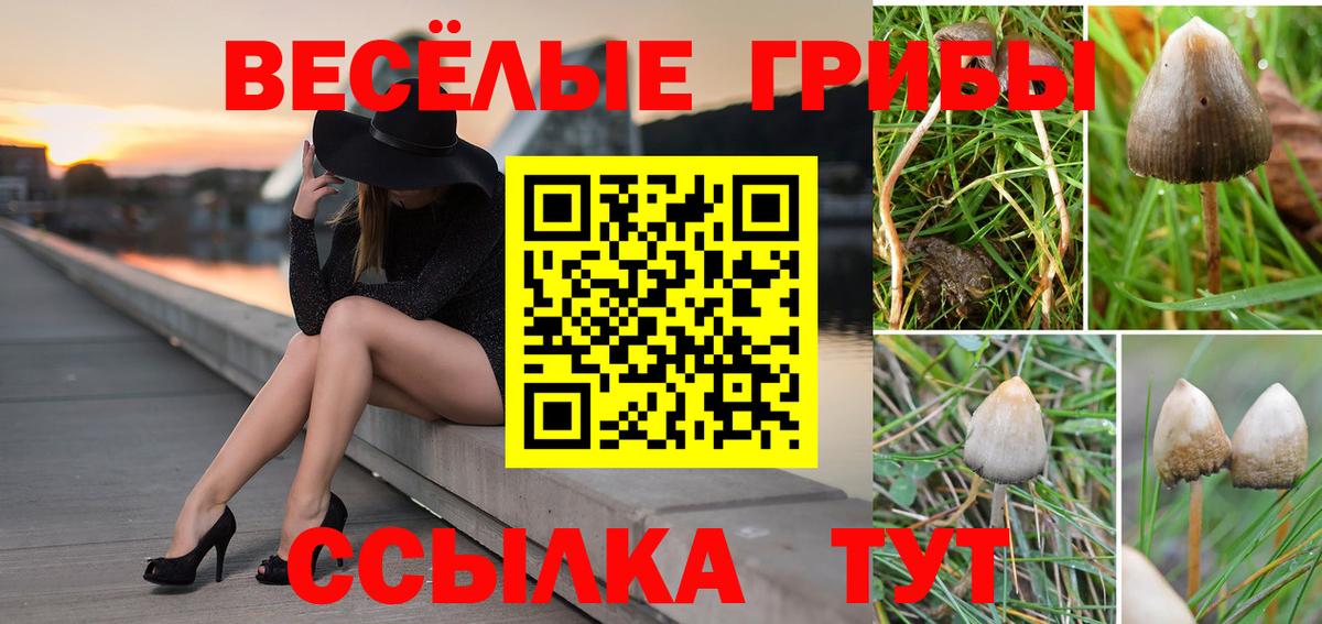 Галлюциногенные грибы Psilocybe  Вход с VPN  закладки  Брянск 